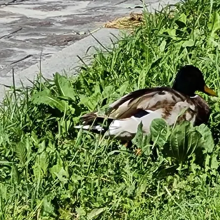 Διαμέρισμα Ginger House Keszthely