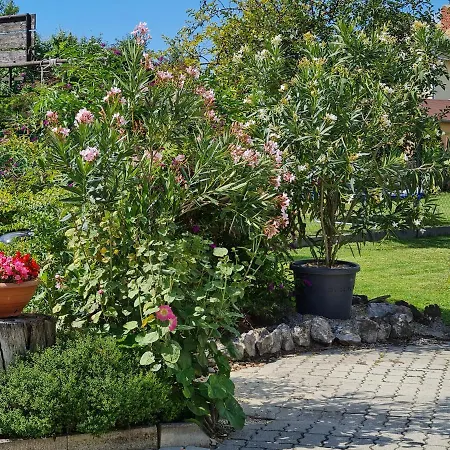 Ginger House Διαμέρισμα *