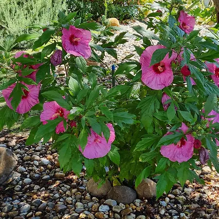 Διαμέρισμα Ginger House *